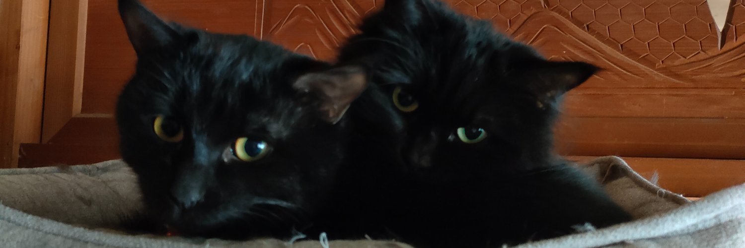 bumpofnyanko's profile banner image
