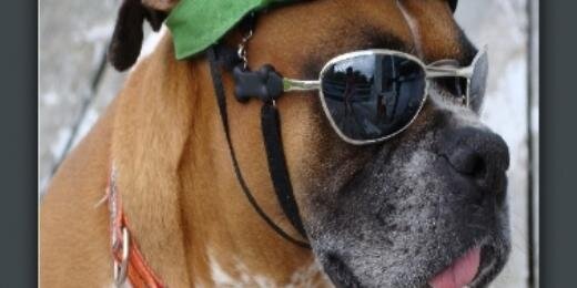 Boxer Rescue VT banner