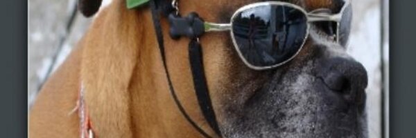 BoxerRescueVT Profile Banner