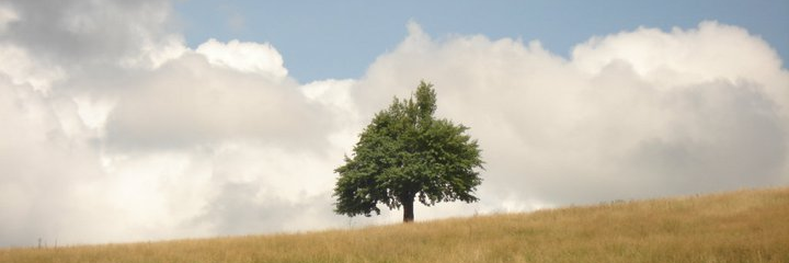 SezinAltun's profile banner image