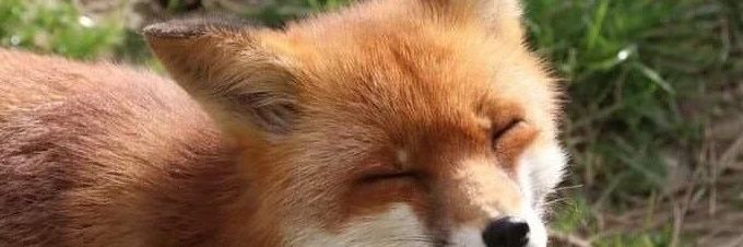 Danny🦊(COMMS OPEN!)'s banner