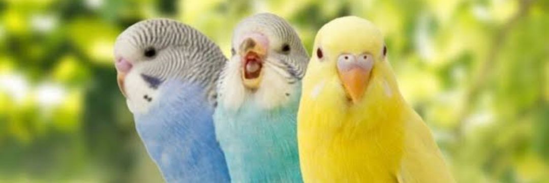 EncinaresDudz banner