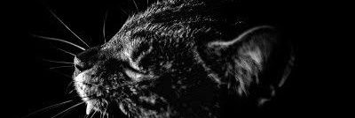 alanjahel's profile banner image