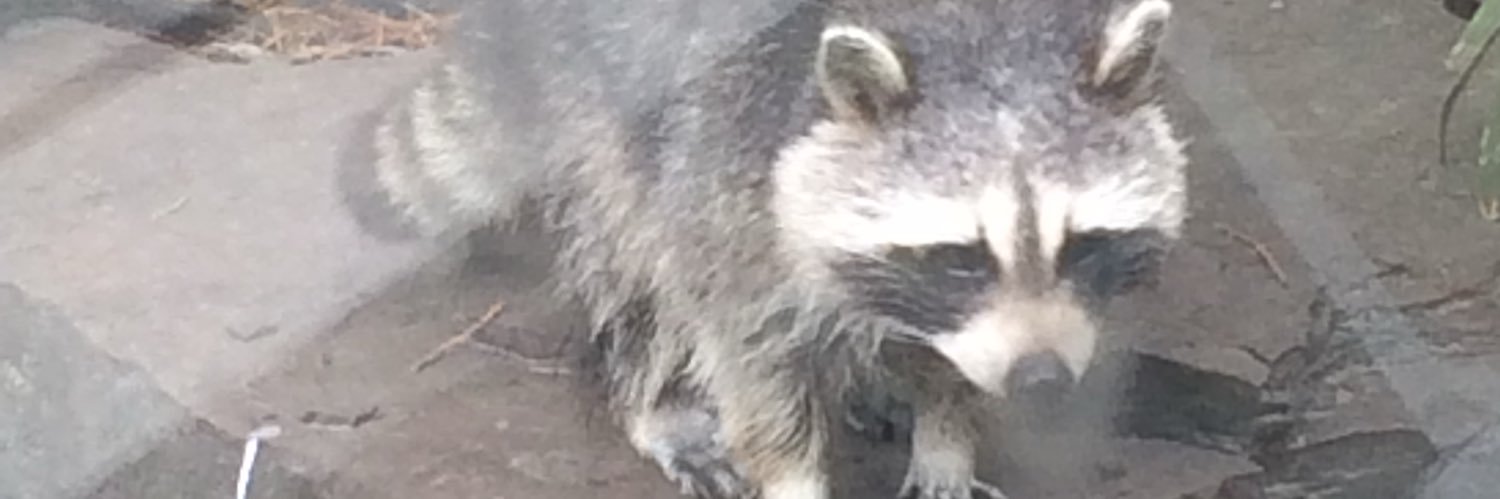 Snarfoid's profile banner image