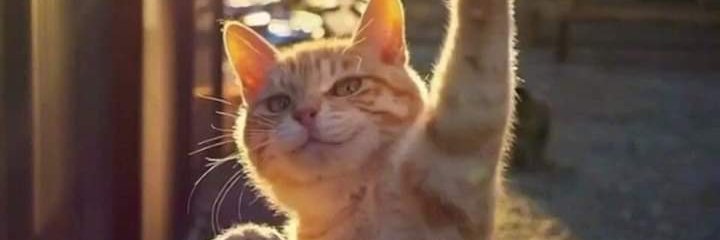 FSDanaro's profile banner image