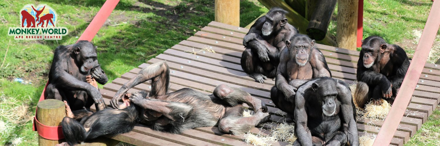 Monkey World Dorset's banner