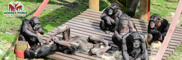 MWApeRescue Profile Banner