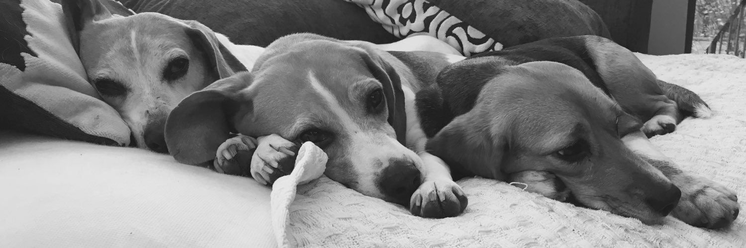 BeagleMum78's profile banner image