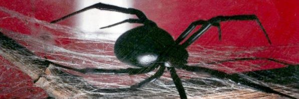 La viuda negra banner