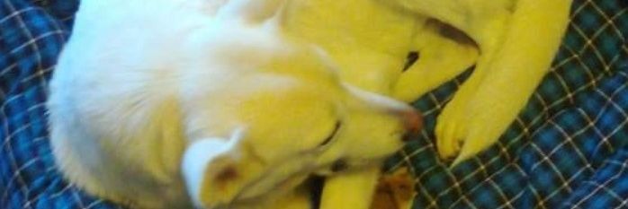lagpoul's profile banner image
