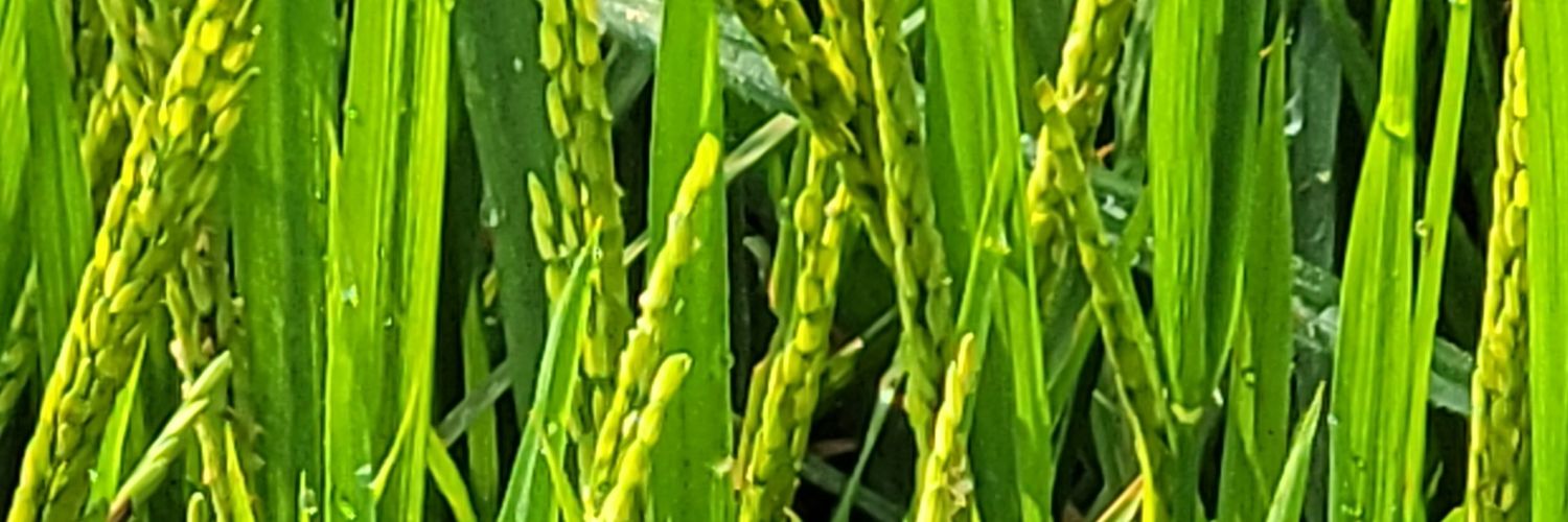 KCholai007's profile banner image