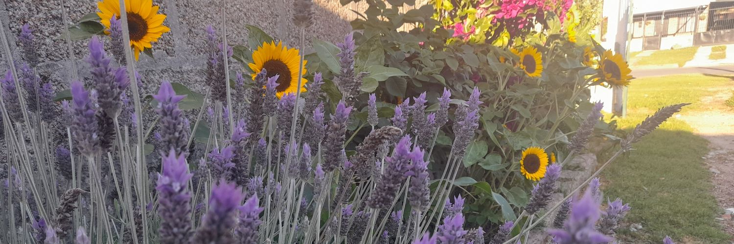 Solrojito's profile banner image