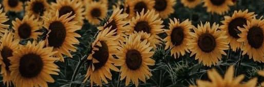 Mafer banner