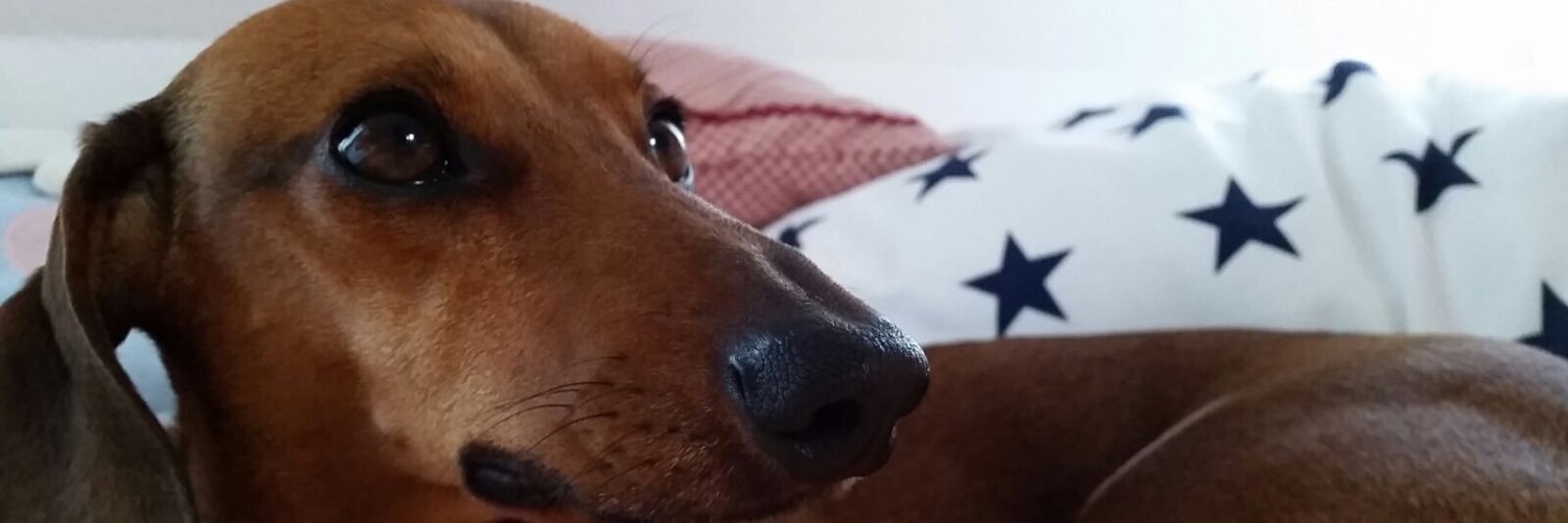 lisawuff's profile banner image