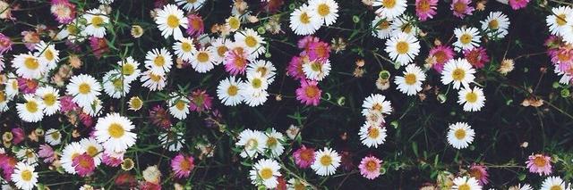 isamar_vilchis's profile banner image