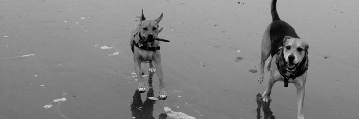 Deanna Church (she/her) banner