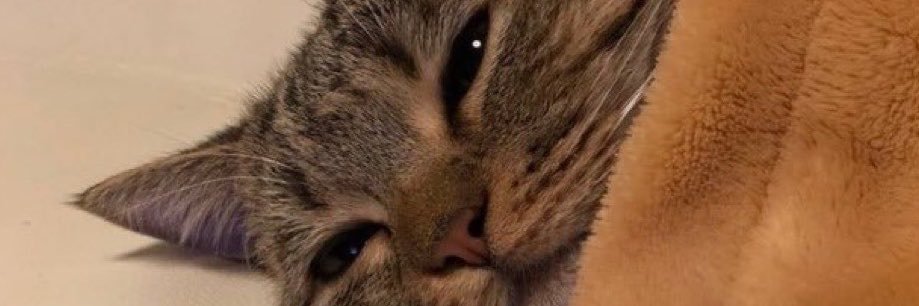 finalnapper's profile banner image
