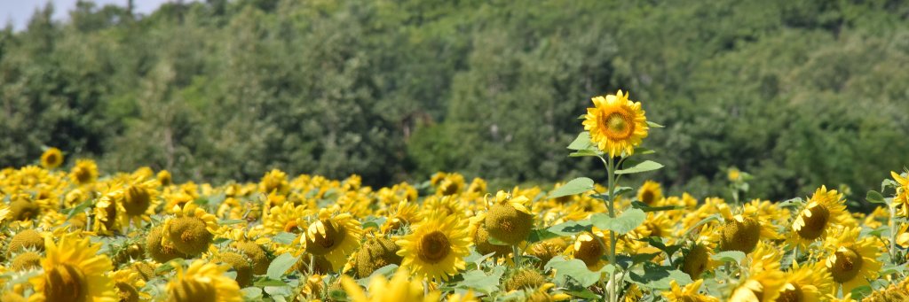 mdygh's profile banner image