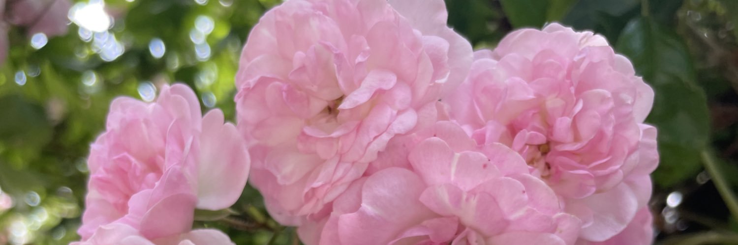 Caroline Fricker banner