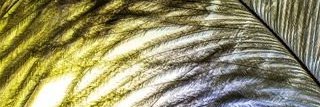 thefeatherleaf's profile banner image