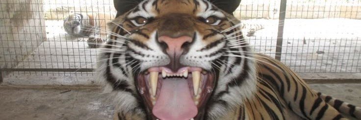 MAYTSLEGAL's profile banner image
