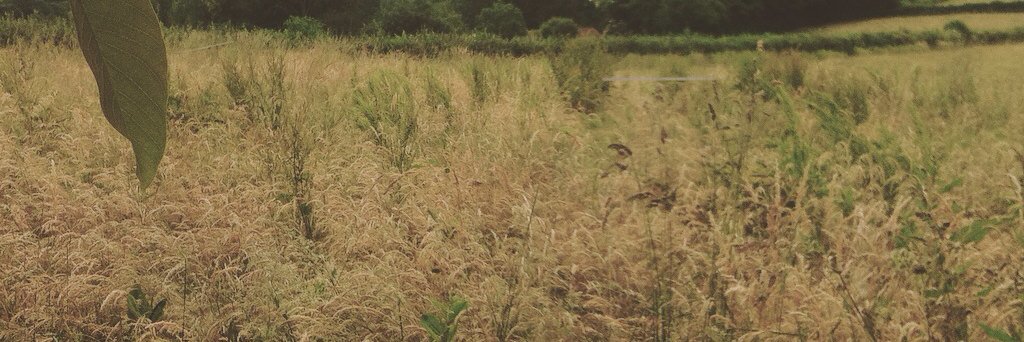 dscheifes's profile banner image