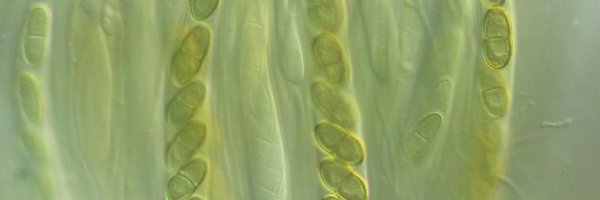 MEDINADiscovery Profile Banner