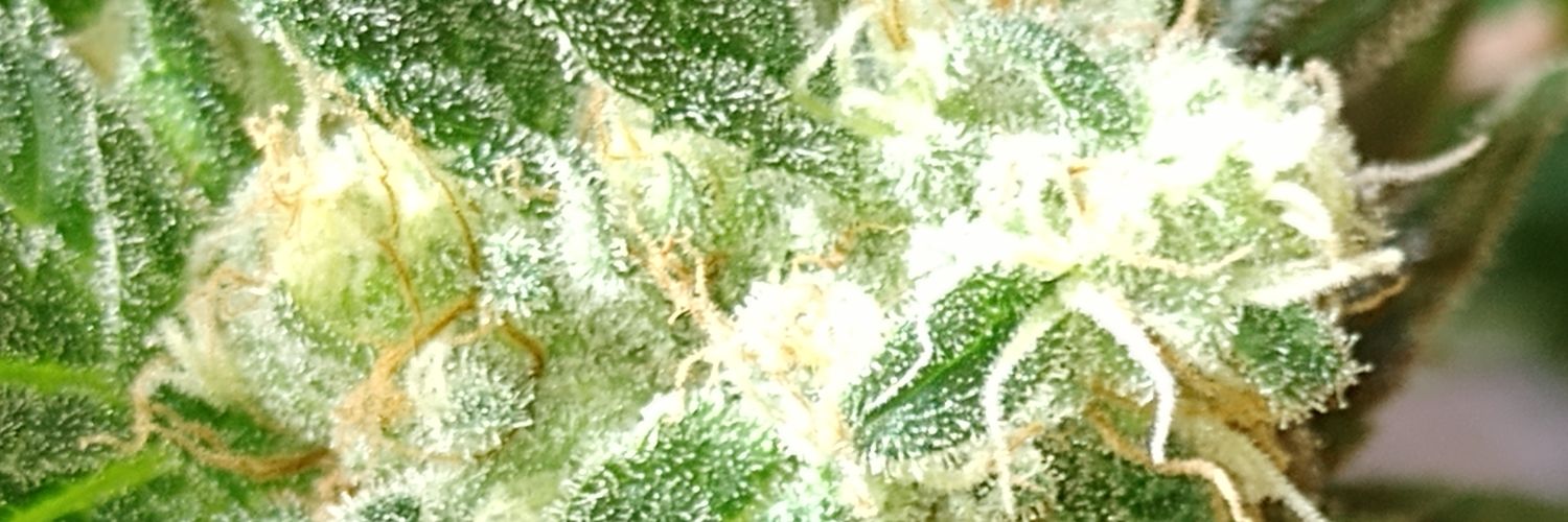 Neurofriend's profile banner image