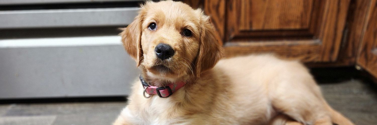 Trishka Pesto banner