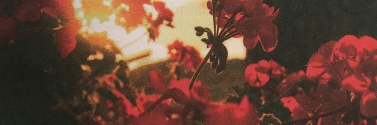 flwers banner