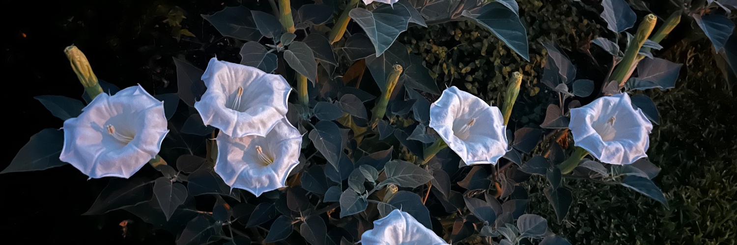 chaarmpress's profile banner image