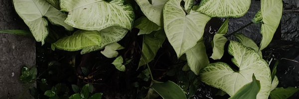 sameenshakya Profile Banner