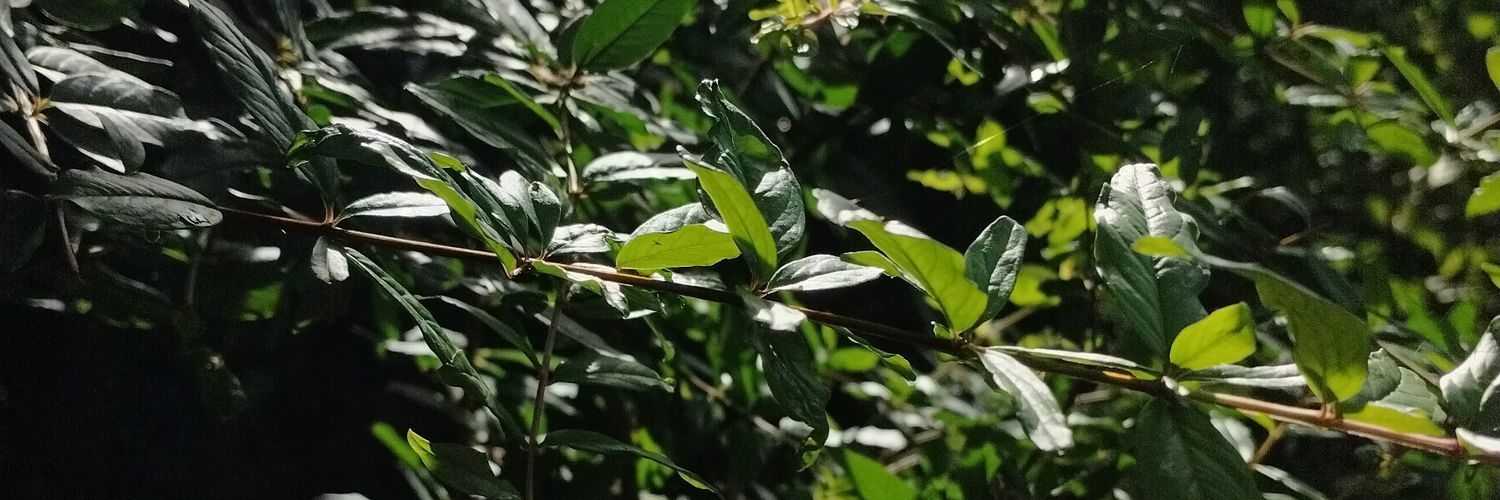 Velonie02's profile banner image