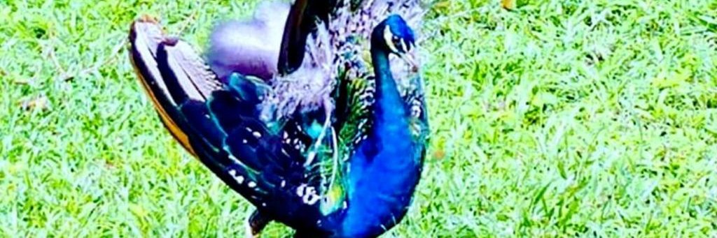 Zurê Ferreira Camargo banner