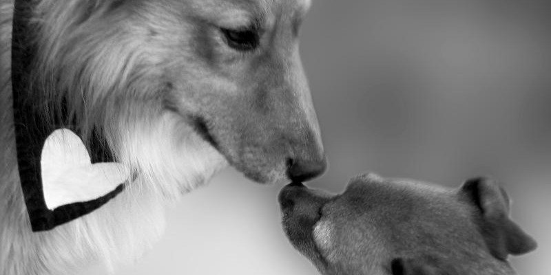 HART Animal Rescue banner