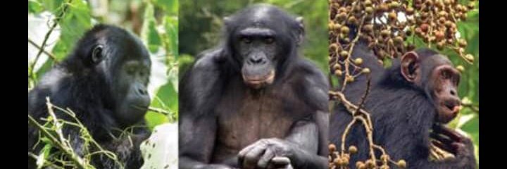 ALLIANCE GSAC banner