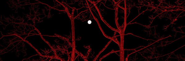 dracotology Profile Banner
