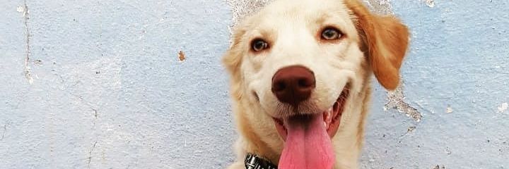 bruno_mhr's profile banner image