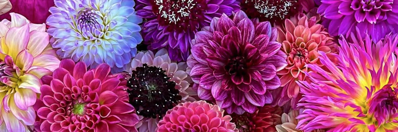 mschardin's profile banner image