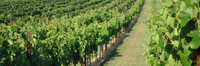 FoxFire Farms Winery banner