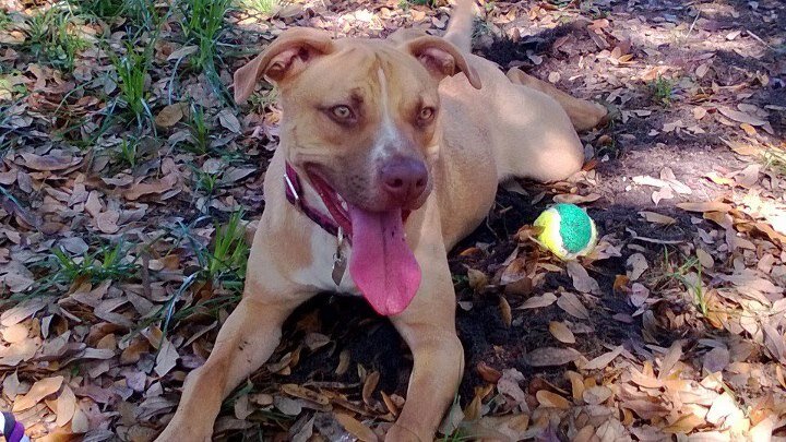 dpless #SQL #SQLVM #AzureSQL #SQLServer banner