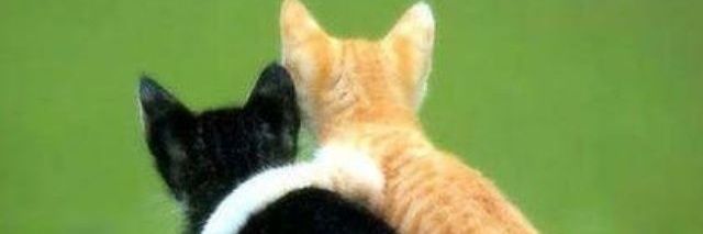 oy_nelson's profile banner image