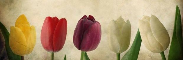 patty_dal's profile banner image