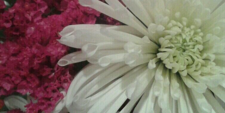 Melissa Phillips banner