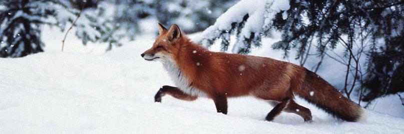 InWinterFoxEyes's profile banner image