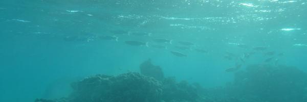 wadouk Profile Banner