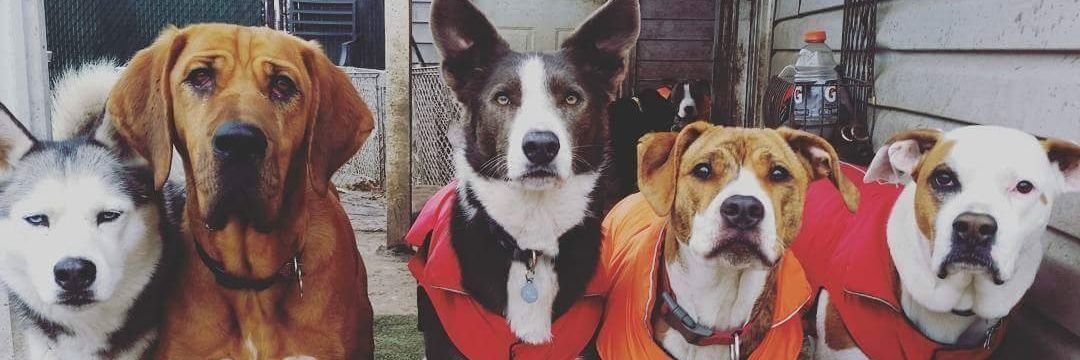 WYWOPets's profile banner image