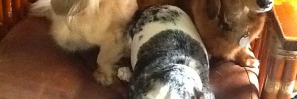 kyocumtlc Profile Banner