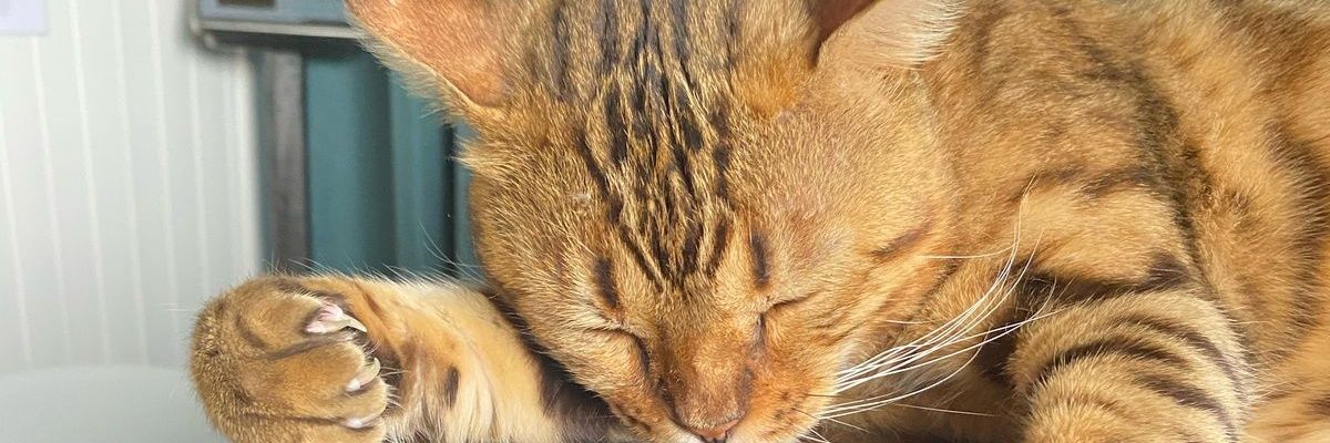 apexflowfx1's profile banner image