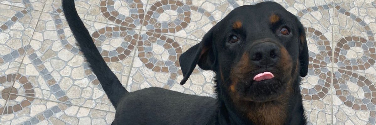 faavq's profile banner image